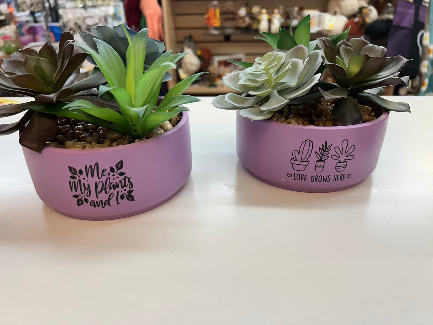 Succulent plants in Ceramic Pots