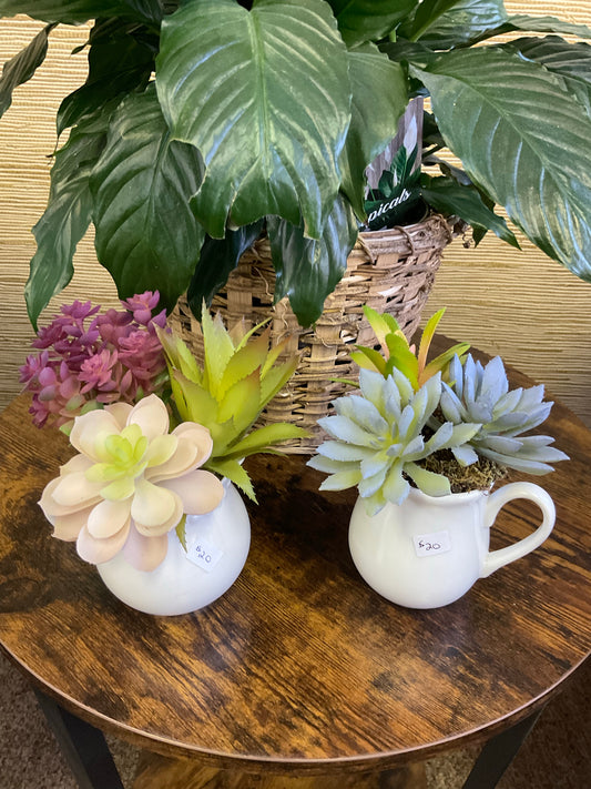 Creamer Succulent