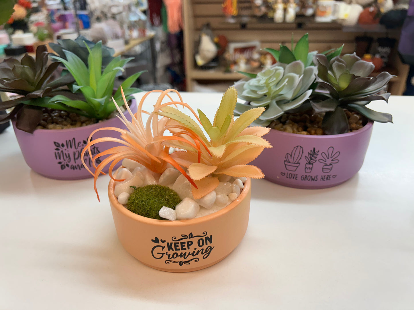 Succulent plants in Ceramic Pots