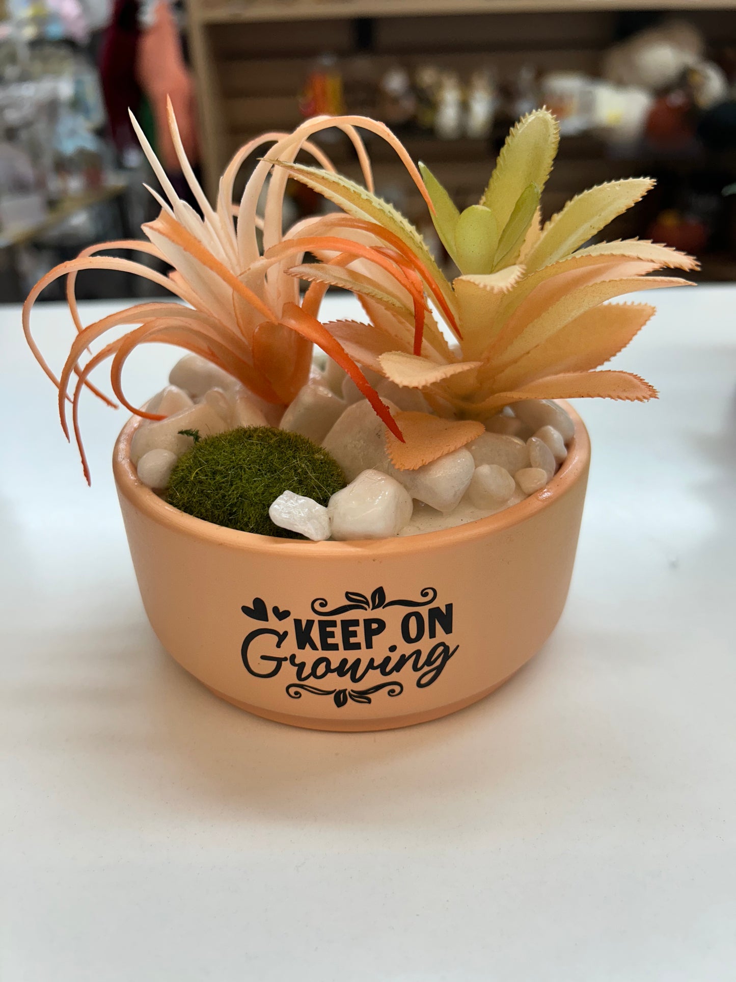 Succulent plants in Ceramic Pots