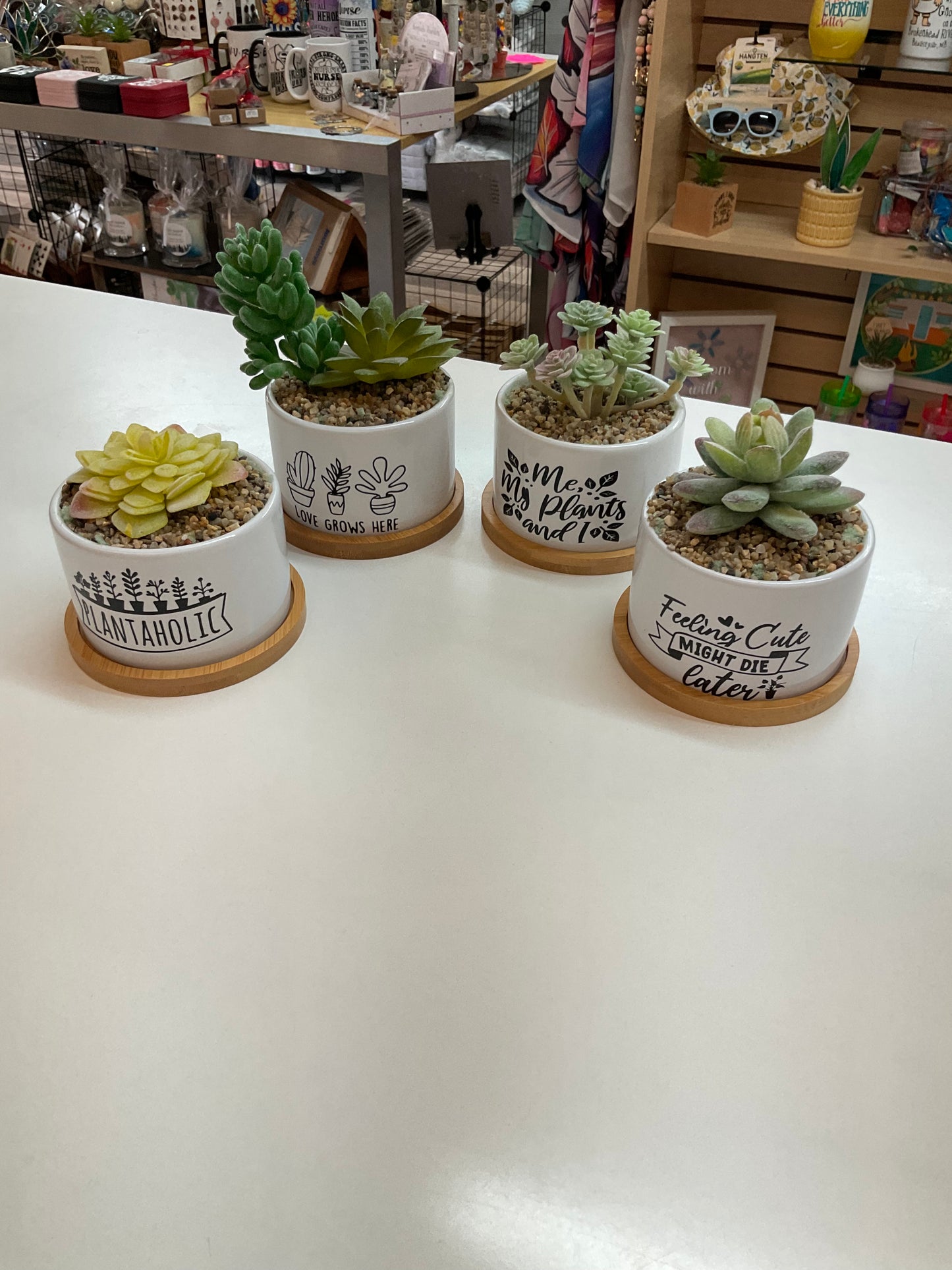 Succulents in a pot