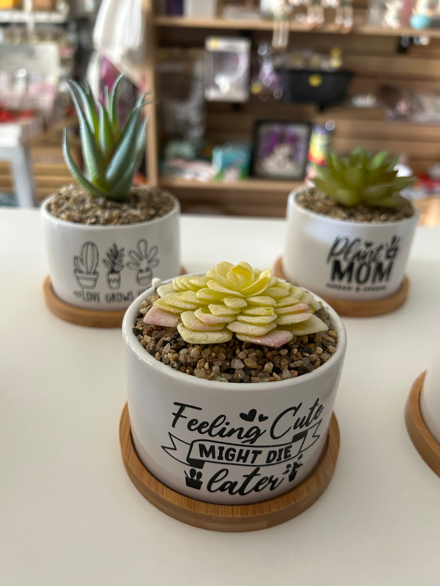 Succulents in a pot