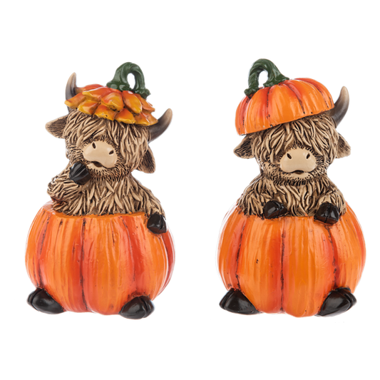 Fall Highland Cows